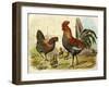 Cockerel, Hen and Chicks in a Farmyard-null-Framed Art Print