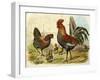 Cockerel, Hen and Chicks in a Farmyard-null-Framed Art Print