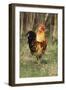 Cockerel-null-Framed Premium Photographic Print