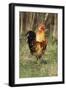 Cockerel-null-Framed Premium Photographic Print