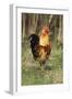 Cockerel-null-Framed Premium Photographic Print