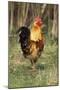 Cockerel-null-Mounted Premium Photographic Print