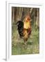 Cockerel-null-Framed Photographic Print