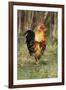 Cockerel-null-Framed Photographic Print