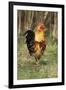 Cockerel-null-Framed Photographic Print