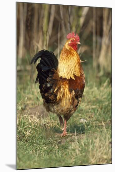 Cockerel-null-Mounted Photographic Print