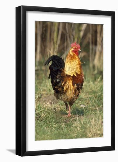 Cockerel-null-Framed Photographic Print