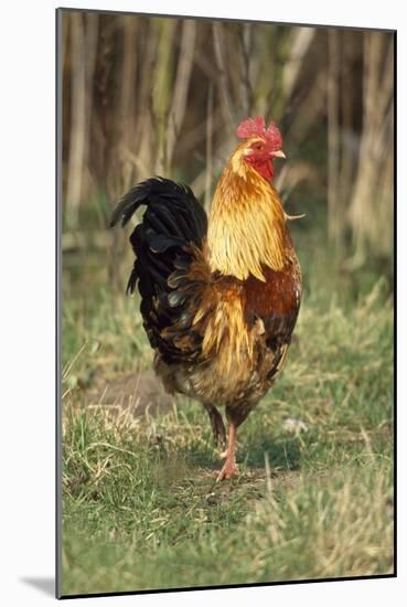 Cockerel-null-Mounted Photographic Print