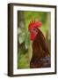 Cockerel-null-Framed Photographic Print