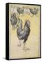 Cockerel-Theophile Alexandre Steinlen-Framed Stretched Canvas