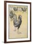 Cockerel-Theophile Alexandre Steinlen-Framed Giclee Print