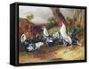 Cockerels in a Landscape-William Joseph Shayer-Framed Stretched Canvas