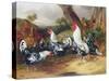 Cockerels in a Landscape-William Joseph Shayer-Stretched Canvas