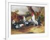 Cockerels in a Landscape-William Joseph Shayer-Framed Giclee Print