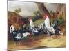 Cockerels in a Landscape-William Joseph Shayer-Mounted Giclee Print