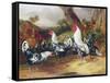 Cockerels in a Landscape-William Joseph Shayer-Framed Stretched Canvas