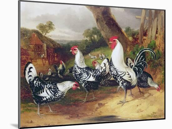 Cockerels in a Landscape-William Joseph Shayer-Mounted Giclee Print