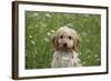 Cockerpoo 01-Bob Langrish-Framed Photographic Print