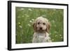 Cockerpoo 01-Bob Langrish-Framed Photographic Print