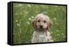 Cockerpoo 01-Bob Langrish-Framed Stretched Canvas