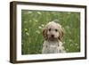 Cockerpoo 01-Bob Langrish-Framed Photographic Print