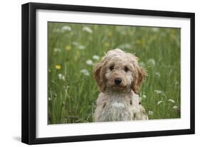 Cockerpoo 01-Bob Langrish-Framed Photographic Print