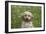 Cockerpoo 01-Bob Langrish-Framed Photographic Print