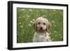 Cockerpoo 01-Bob Langrish-Framed Photographic Print