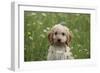 Cockerpoo 01-Bob Langrish-Framed Photographic Print