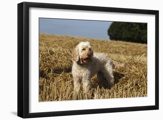 Cockerpoo 08-Bob Langrish-Framed Premium Photographic Print