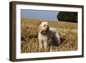 Cockerpoo 08-Bob Langrish-Framed Photographic Print