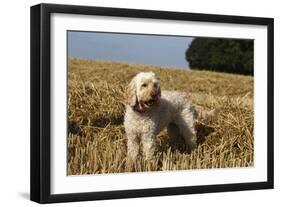 Cockerpoo 08-Bob Langrish-Framed Photographic Print