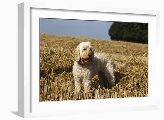 Cockerpoo 08-Bob Langrish-Framed Photographic Print