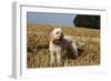 Cockerpoo 08-Bob Langrish-Framed Photographic Print