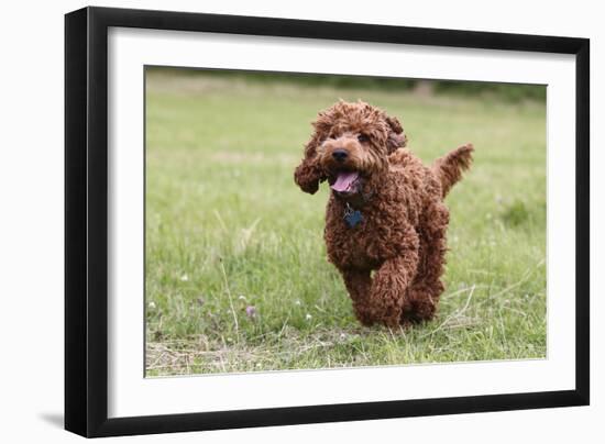 Cockerpoo 10-Bob Langrish-Framed Photographic Print