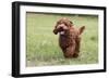 Cockerpoo 10-Bob Langrish-Framed Photographic Print