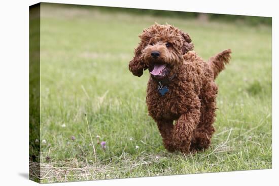 Cockerpoo 10-Bob Langrish-Stretched Canvas