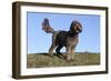 Cockerpoo 16-Bob Langrish-Framed Photographic Print