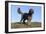 Cockerpoo 16-Bob Langrish-Framed Photographic Print