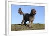 Cockerpoo 16-Bob Langrish-Framed Photographic Print