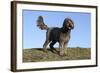 Cockerpoo 16-Bob Langrish-Framed Photographic Print