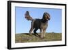 Cockerpoo 16-Bob Langrish-Framed Photographic Print