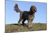 Cockerpoo 16-Bob Langrish-Mounted Photographic Print