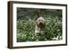 Cockerpoo 24-Bob Langrish-Framed Photographic Print