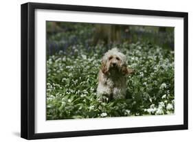 Cockerpoo 24-Bob Langrish-Framed Photographic Print