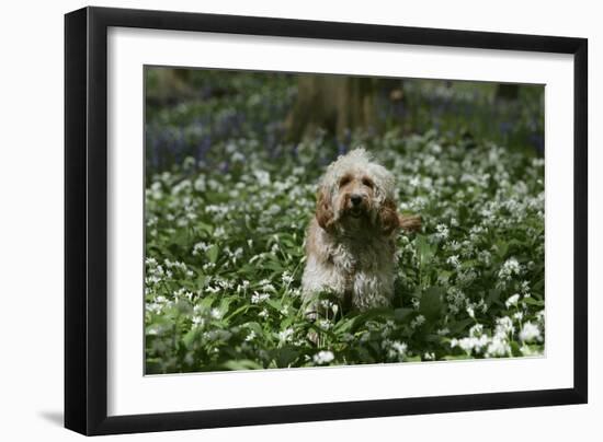 Cockerpoo 24-Bob Langrish-Framed Photographic Print