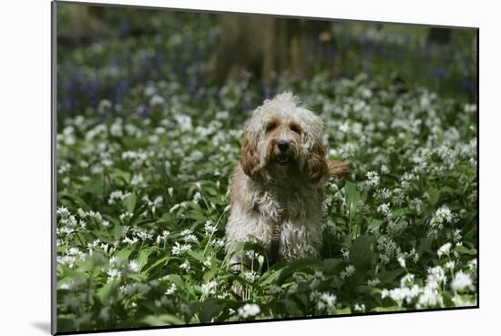 Cockerpoo 24-Bob Langrish-Mounted Photographic Print