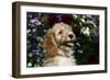 Cockerpoo 25-Bob Langrish-Framed Premium Photographic Print