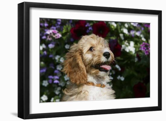 Cockerpoo 25-Bob Langrish-Framed Premium Photographic Print