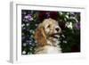 Cockerpoo 25-Bob Langrish-Framed Premium Photographic Print